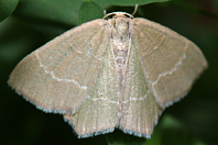 Campaea margaritaria